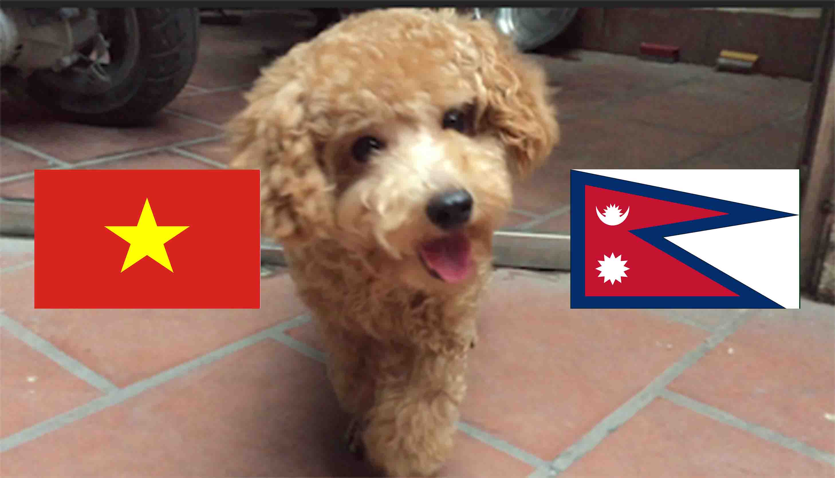 cho-tien-tri-hulk-du-doan-ket-qua-viet-nam-vs-nepal