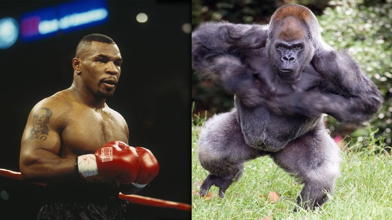 Mike Tyson, boxing, MMA