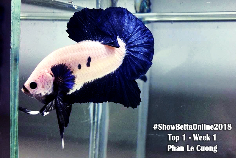 Top 1 tuần 1: Blue Marble của Phan Le Cuong