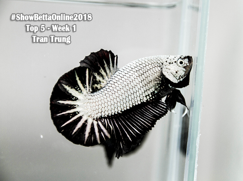 Top 5 tuần 1: Pk black dragon của Trần Trung