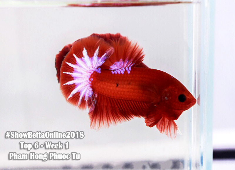 Top 6 tuần 1: Pk red fancy của Phạm Hồng Phước Tú