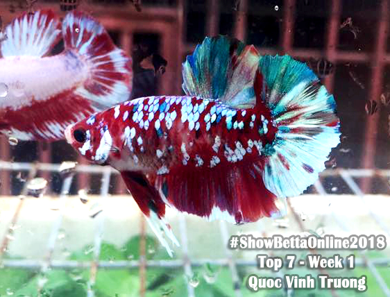 Top 7 tuần 1: Pk red koi galaxy của Quoc Vinh Truong