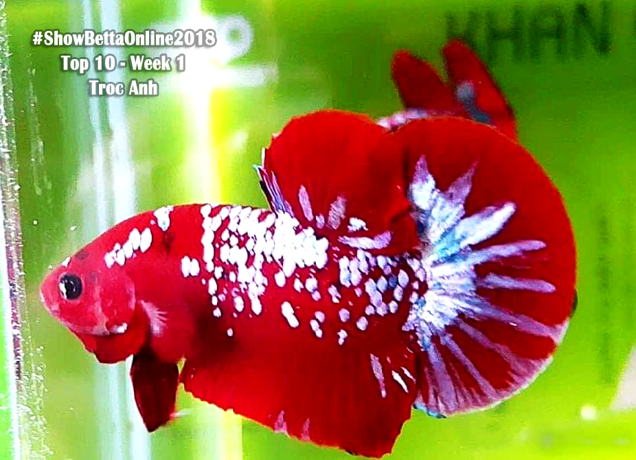 Top 10 tuần 1: Pk red fancy galaxy của Trọc Anh