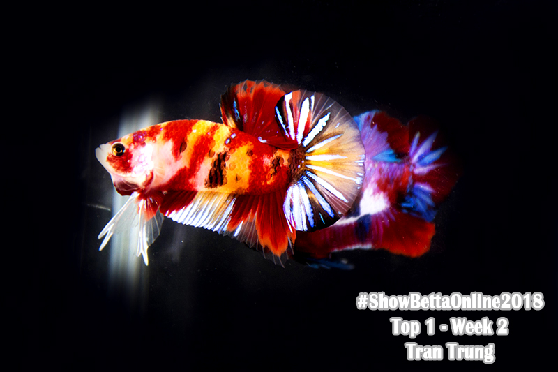 Top 1 tuần 2: Koi Emerald của Trần Trung