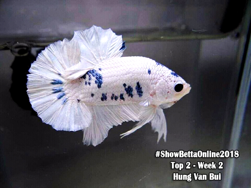 Top 2 tuần 2: Marble bò sữa của Hùng Văn Bùi