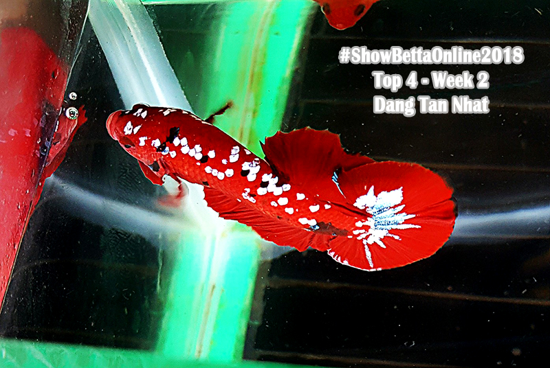 Top 4 tuần 2: Koi galaxy của Đặng Tấn Nhật