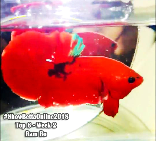 Top 6 tuần 2: Red fancy của Ram Bo