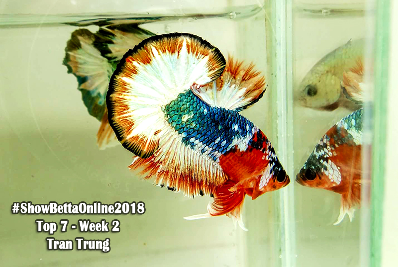 Top 7 tuần 2: Fancy Copper của Trần Trung