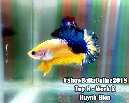 Top 8 tuần 2: Yellow Fancy của Huỳnh Biển