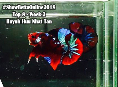 Top 8 tuần 2: Koi galaxy của Huỳnh Hữu Nhật Tân
