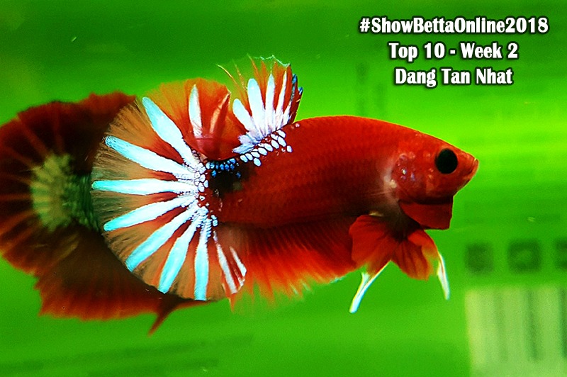 Top 10 tuần 2: Red fancy của Đặng Tấn Nhật
