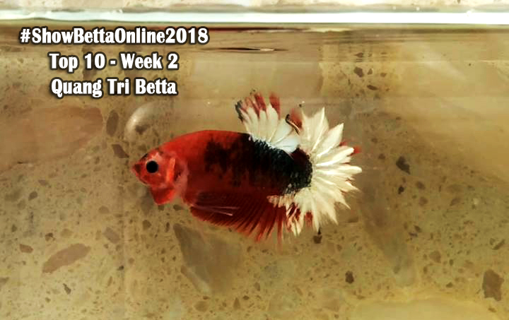 Top 10 tuần 2: Fancy Copper của Quang Trí BetTa